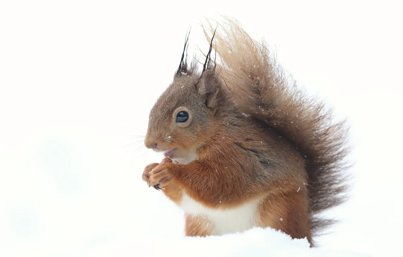 Photo wallpaper winter, snow, nature, protein, white background, red, bokeh, closeup