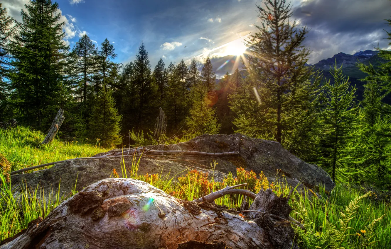 Photo wallpaper forest, the sky, grass, trees, mountains, clouds, stones, Switzerland