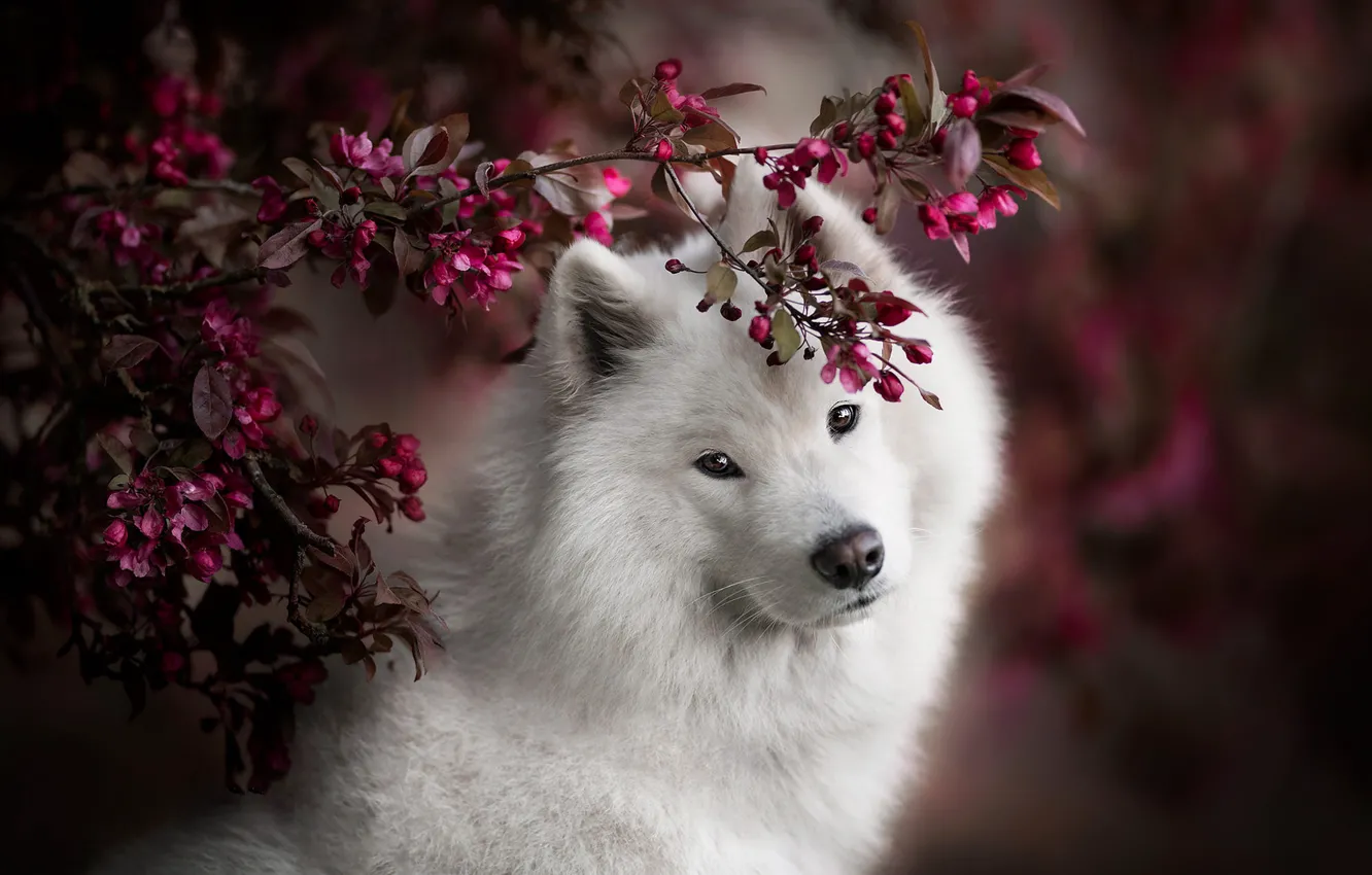 Photo wallpaper white, look, leaves, flowers, branches, portrait, spring, pink