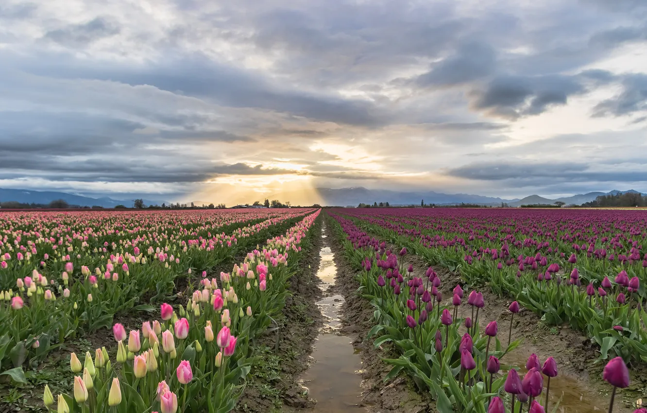 Photo wallpaper field, the sky, water, clouds, light, flowers, spring, dal