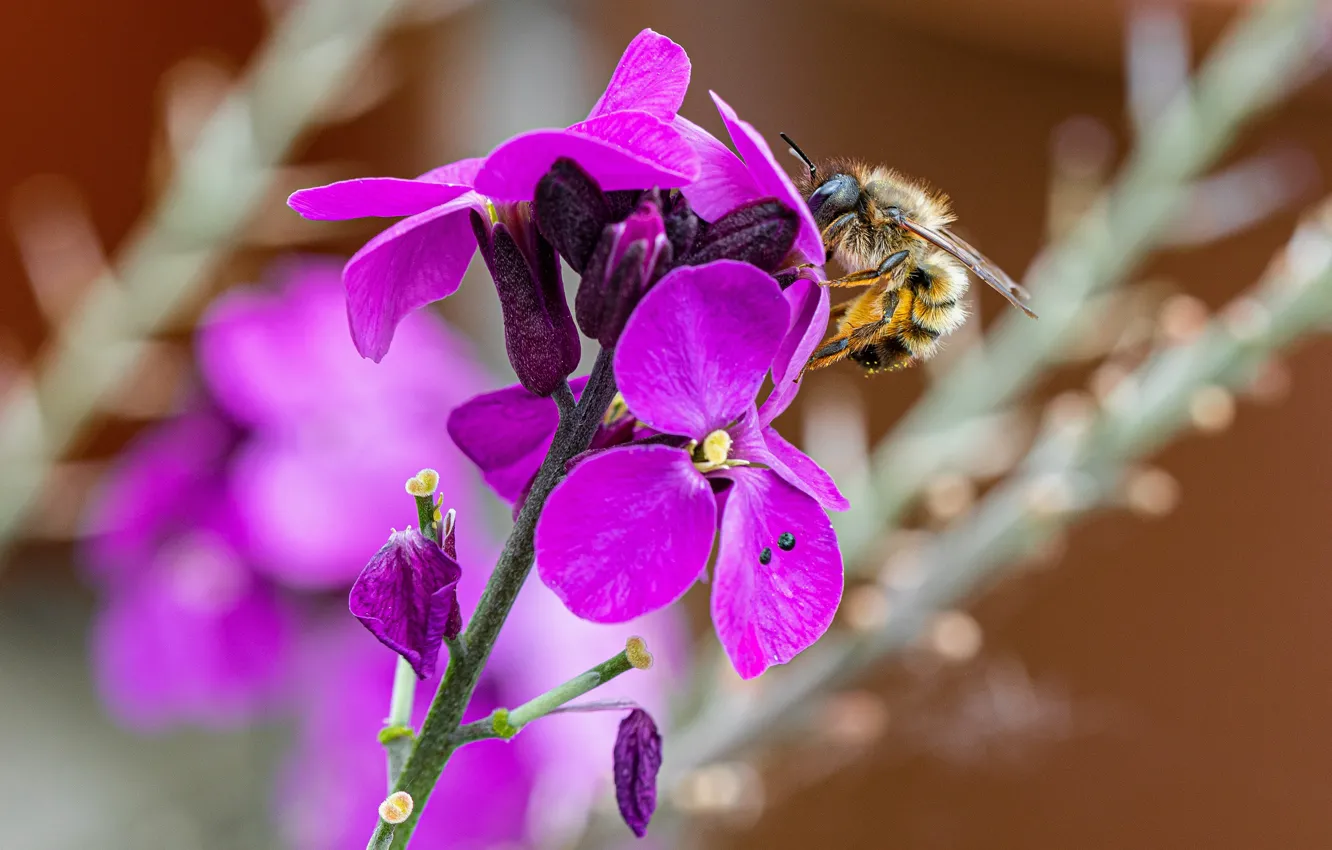 Photo wallpaper flowers, bee, bumblebee