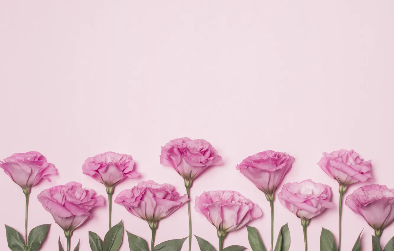 Photo wallpaper flowers, pink, pink background, pink, flowers, eustoma, eustoma