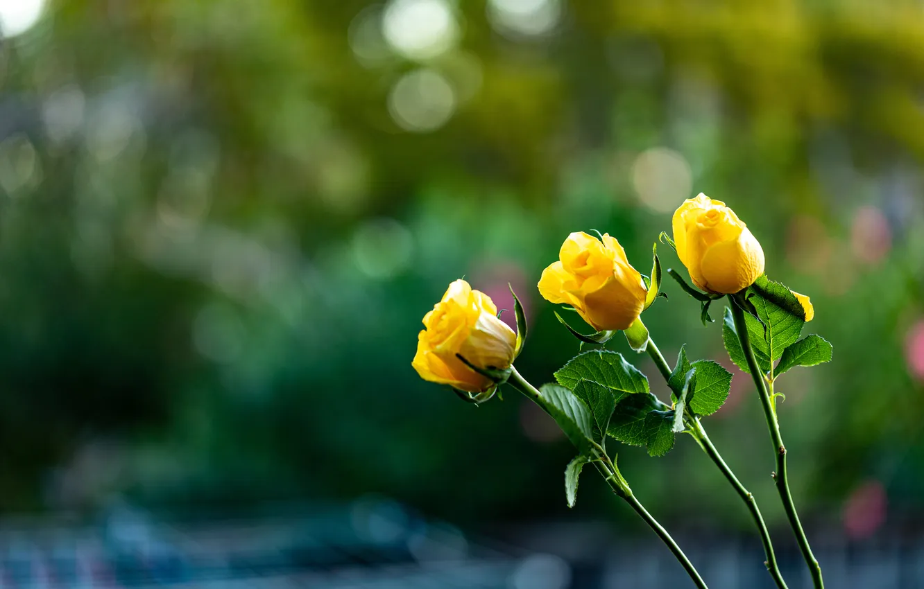 Photo wallpaper flowers, yellow, roses, stem, trio, buds, bokeh