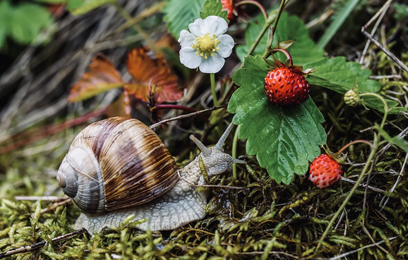 Photo wallpaper strawberries, moss, leaves, berries, snail, Achatina