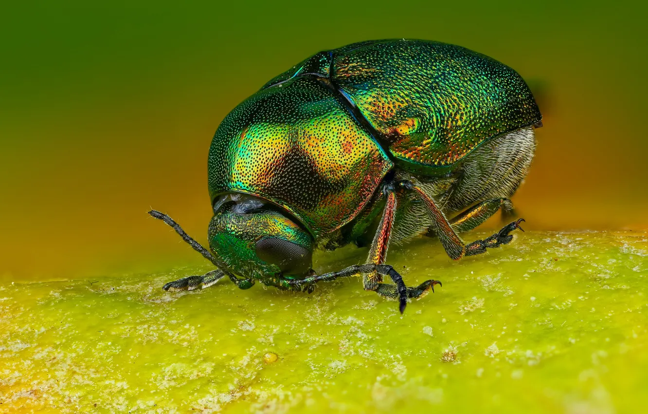 Photo wallpaper macro, green, background, leaf, beetle, shiny, thick, nasekomoe