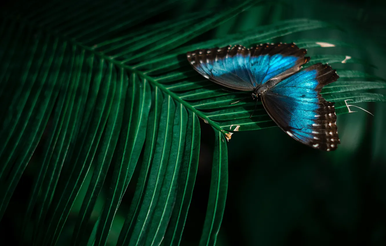 Photo wallpaper leaves, macro, blue, nature, the dark background, butterfly, plant, insect
