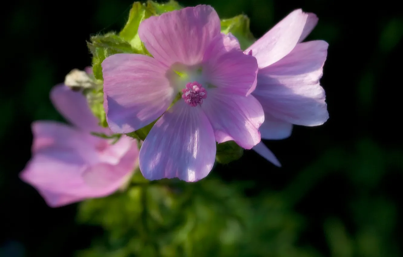 Photo wallpaper flowers, green, background, pink