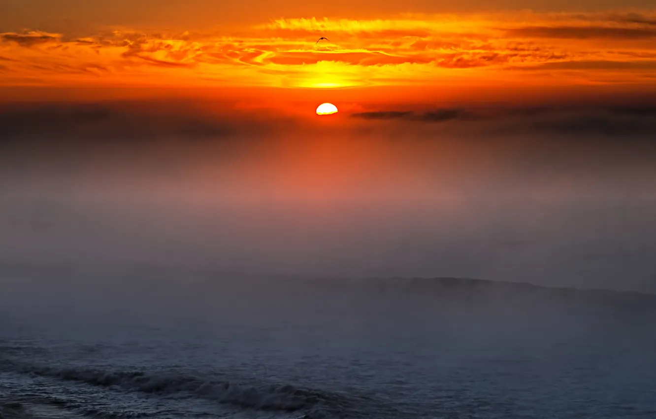 Photo wallpaper sea, wave, the sun, fog, the ocean, dawn, bird, Argentina