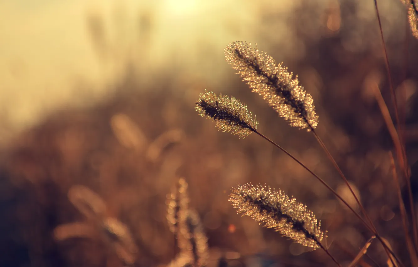 Photo wallpaper drops, macro, Rosa, dawn, spikelets