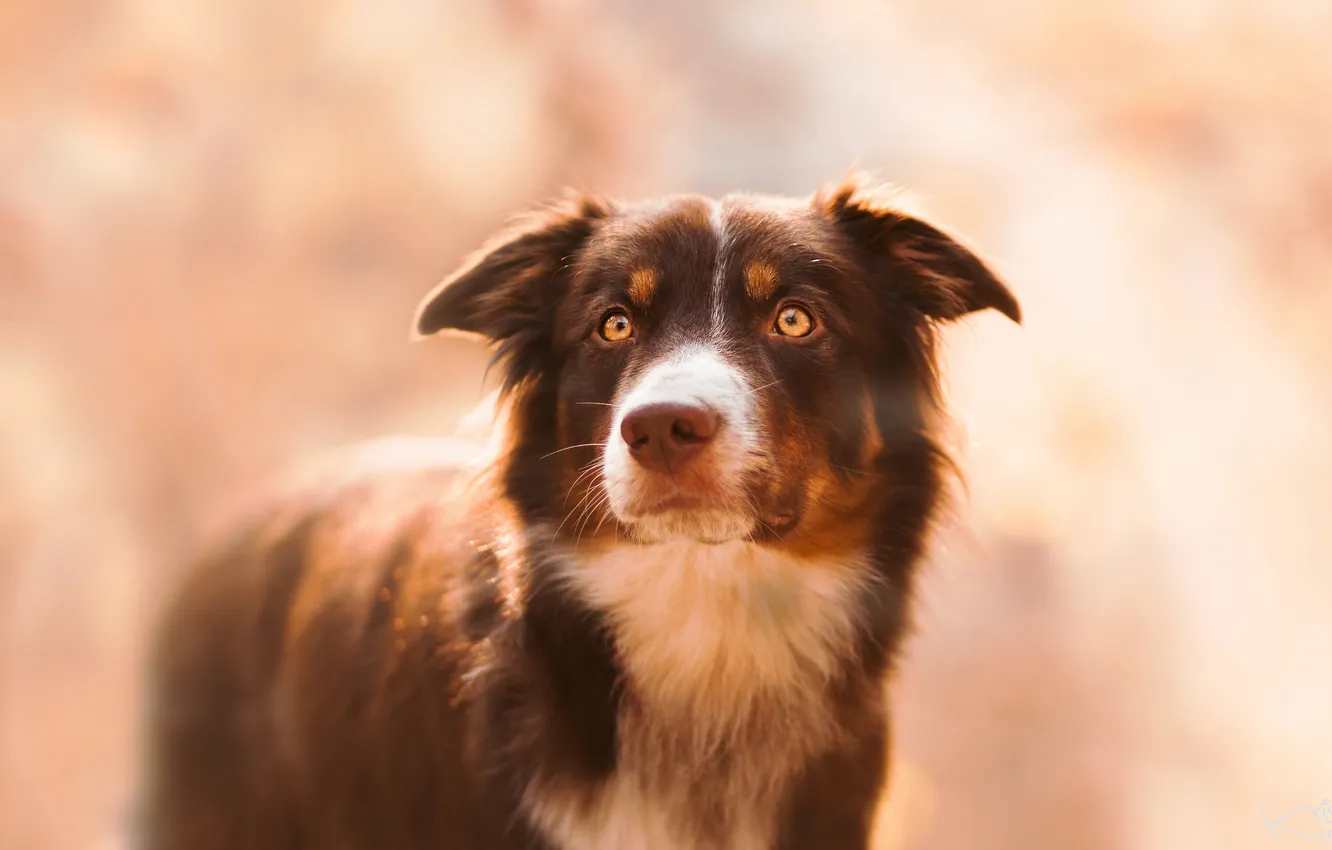 Photo wallpaper look, each, dog