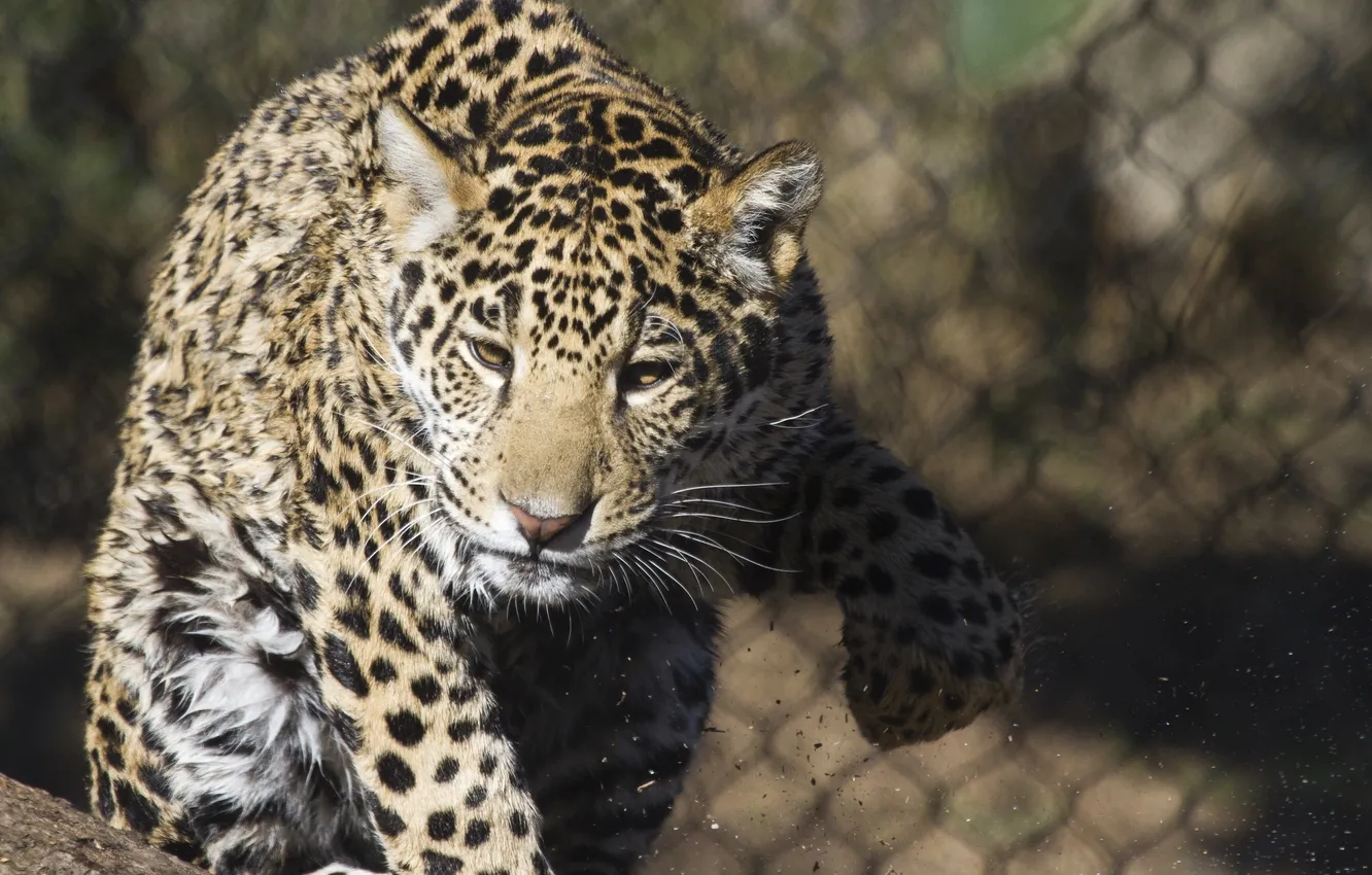 Photo wallpaper face, predator, paws, Jaguar, wild cat, young