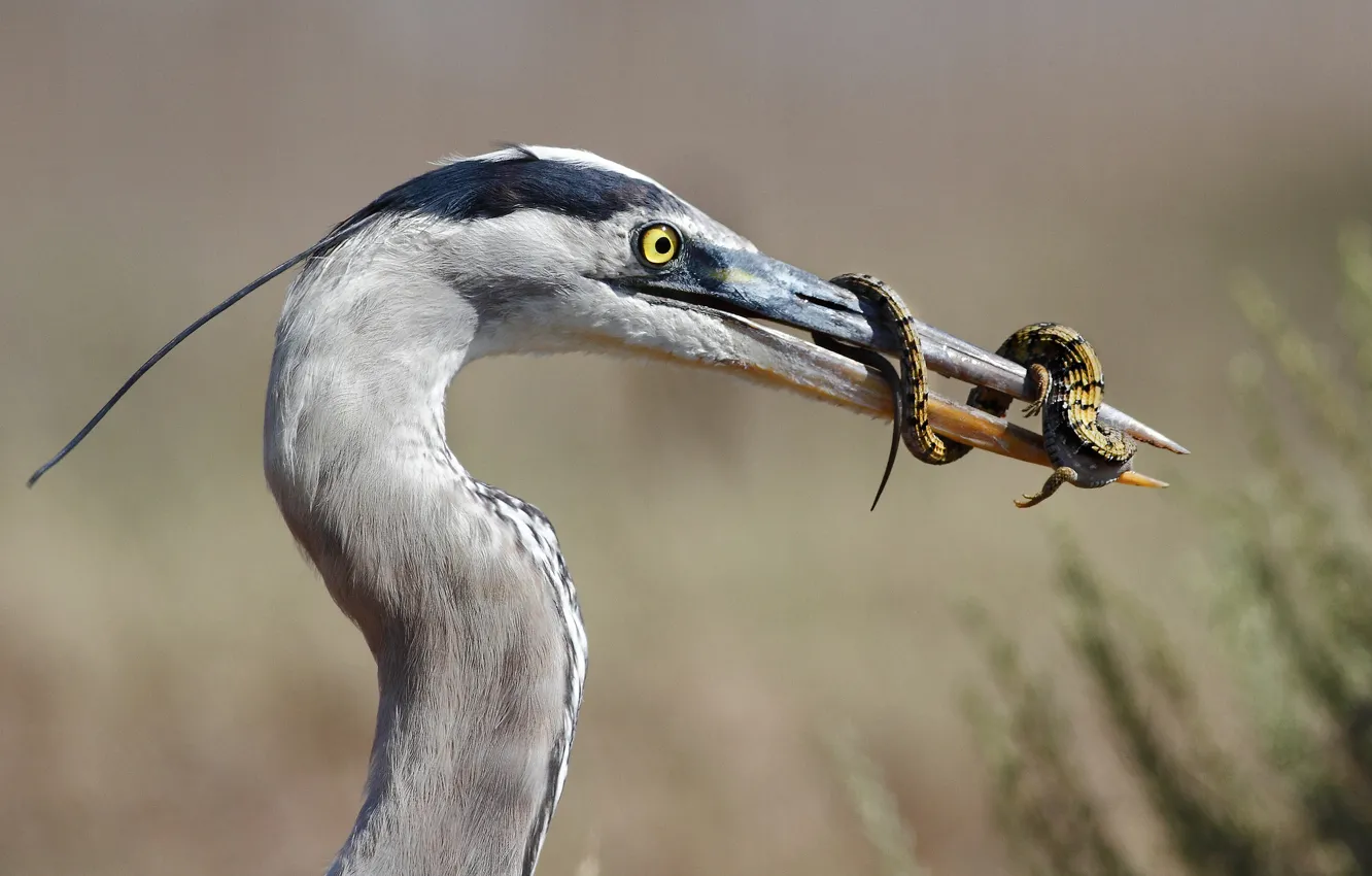 Photo wallpaper lizard, lunch, mining, Great blue Heron
