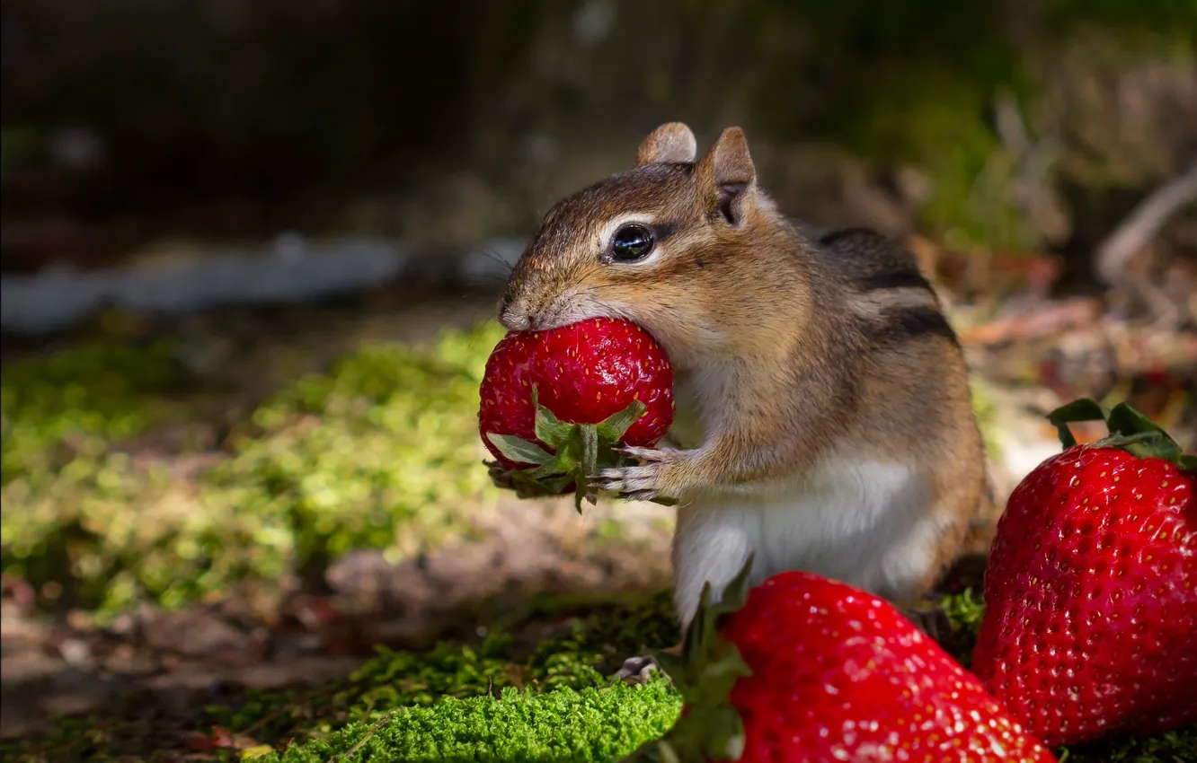 Photo wallpaper berries, strawberry, Chipmunk, lunch, rodent