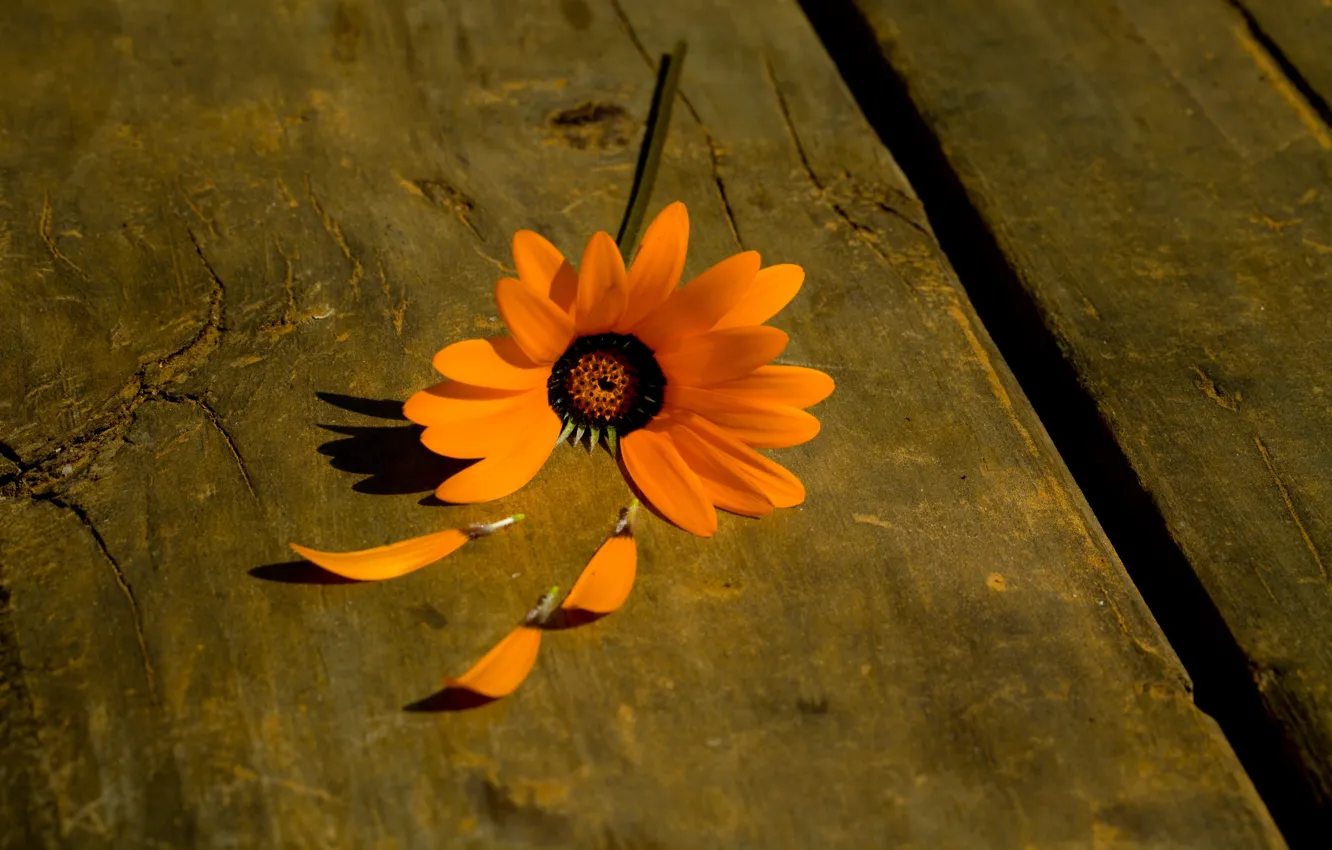 Photo wallpaper flower, flowers, orange, background, tree, plant, petals, widescreen