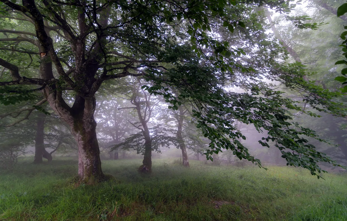 Photo wallpaper nature, fog, tree, morning