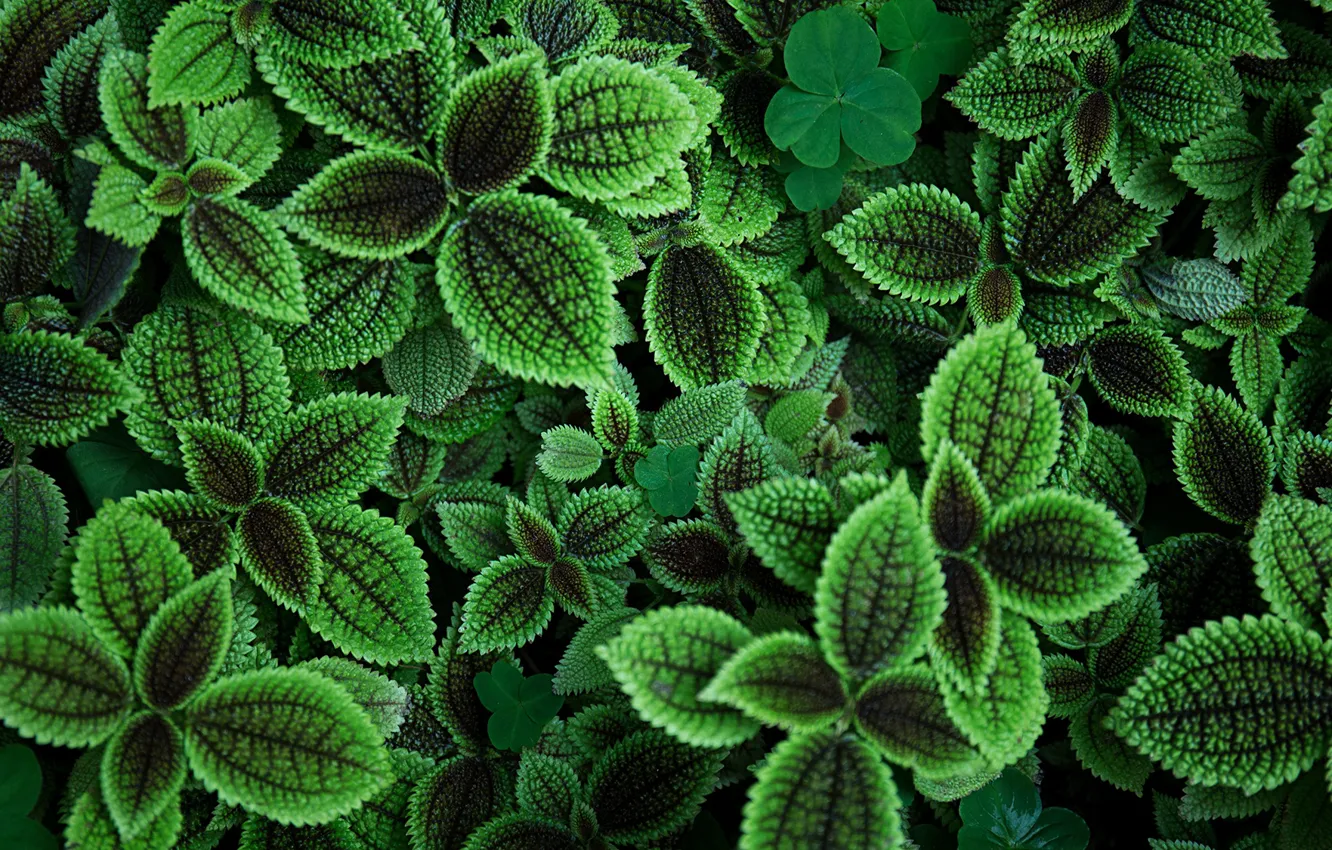 Photo wallpaper greens, leaves, background, bokeh