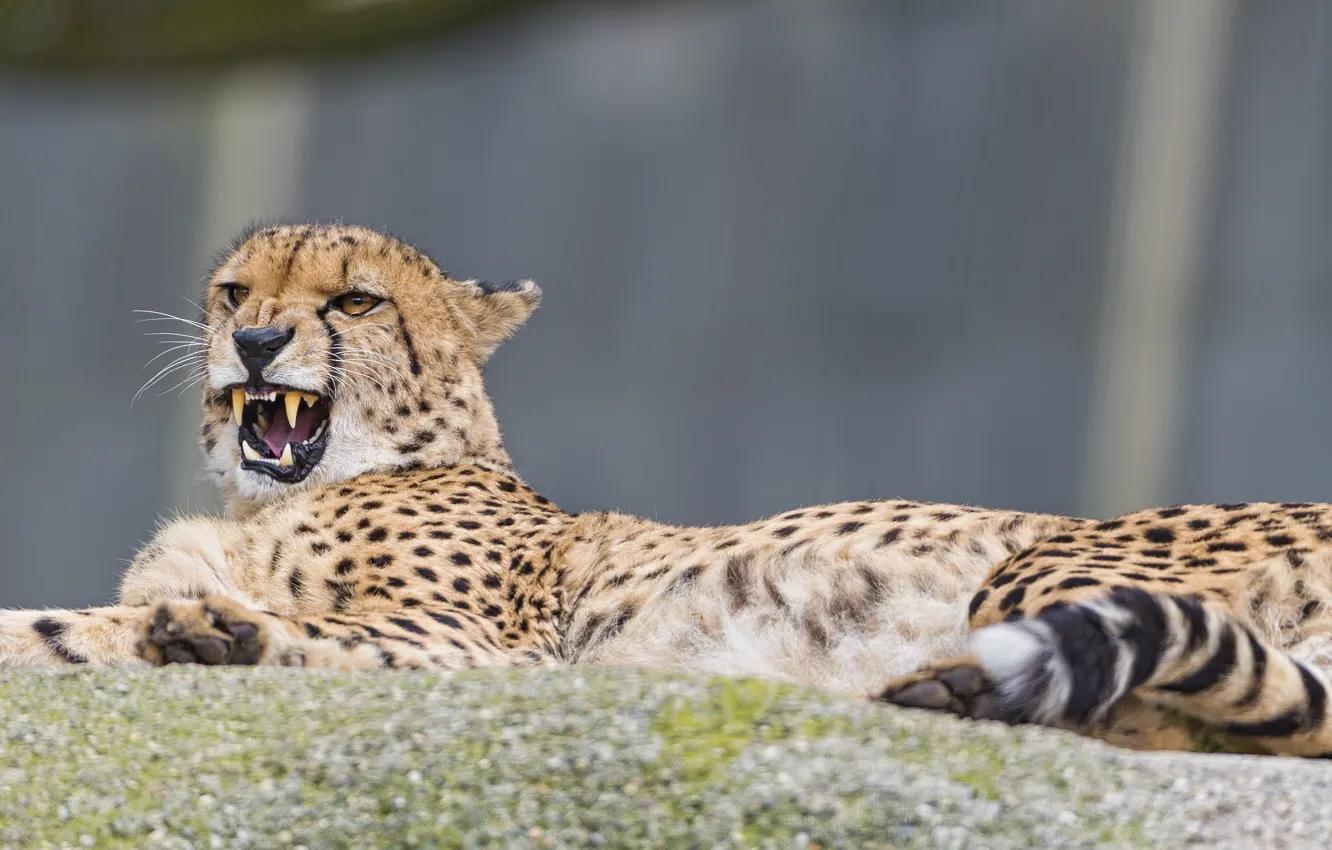 Photo wallpaper cat, stay, Cheetah, fangs, ©Tambako The Jaguar