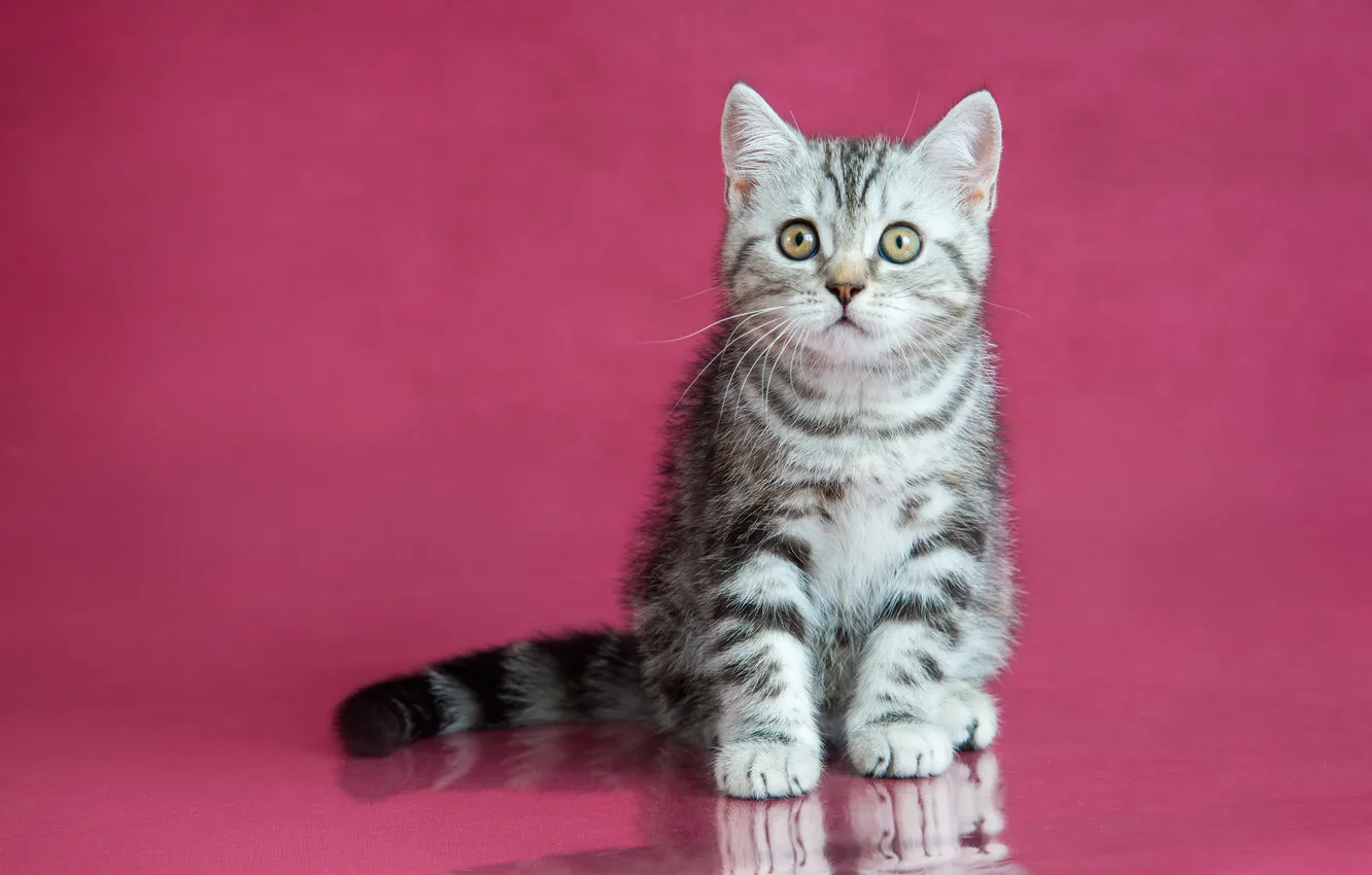 Photo wallpaper cat, look, pose, grey, kitty, face, sitting, striped