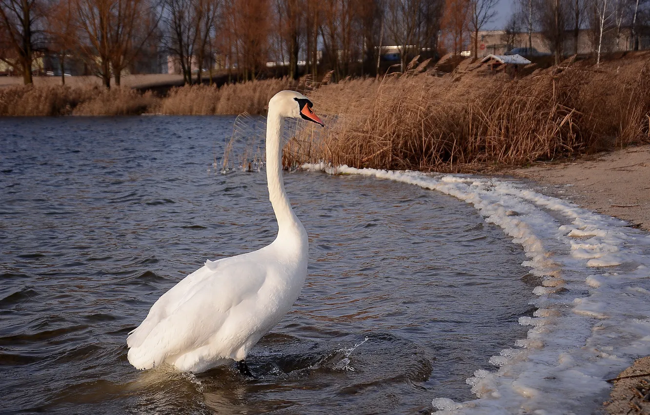 Photo wallpaper look, lake, swans, neck