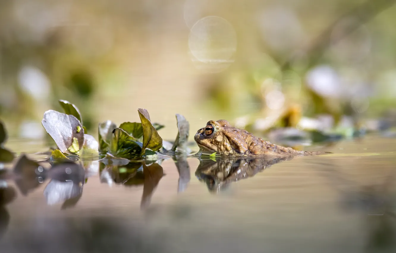 Photo wallpaper leaves, water, pond, reflection, frog, bathing, toad, pond