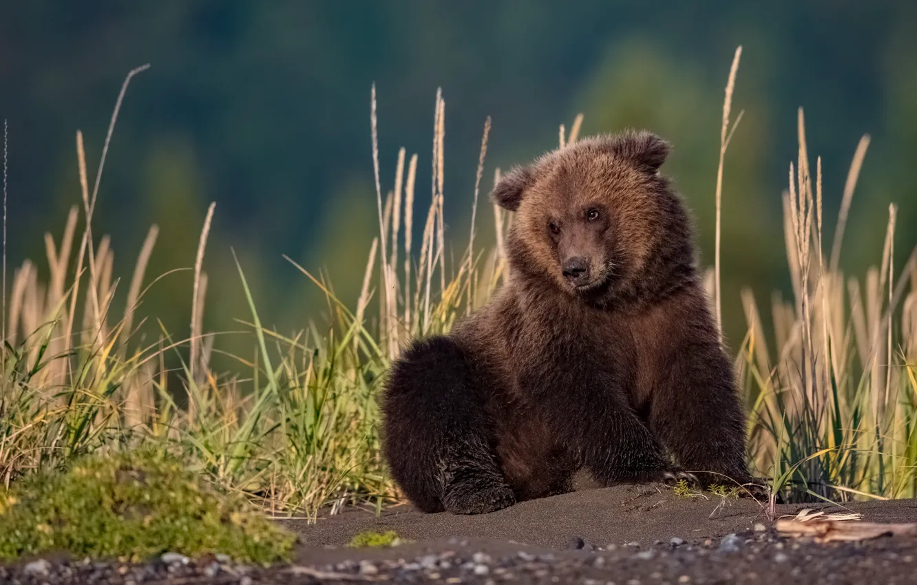 Photo wallpaper grass, look, pose, bear, spikelets, bear, sitting