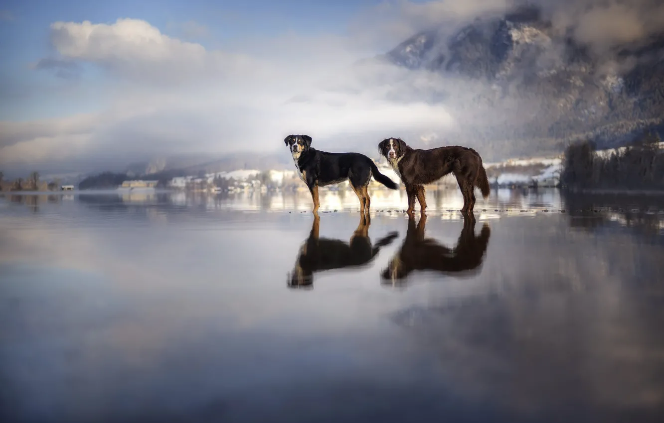 Photo wallpaper pose, dog, reflection, mountains, nature, pair, pond, two dogs