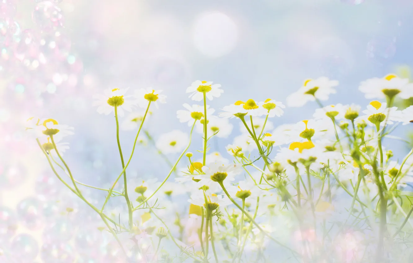 Photo wallpaper flowers, chamomile, texture