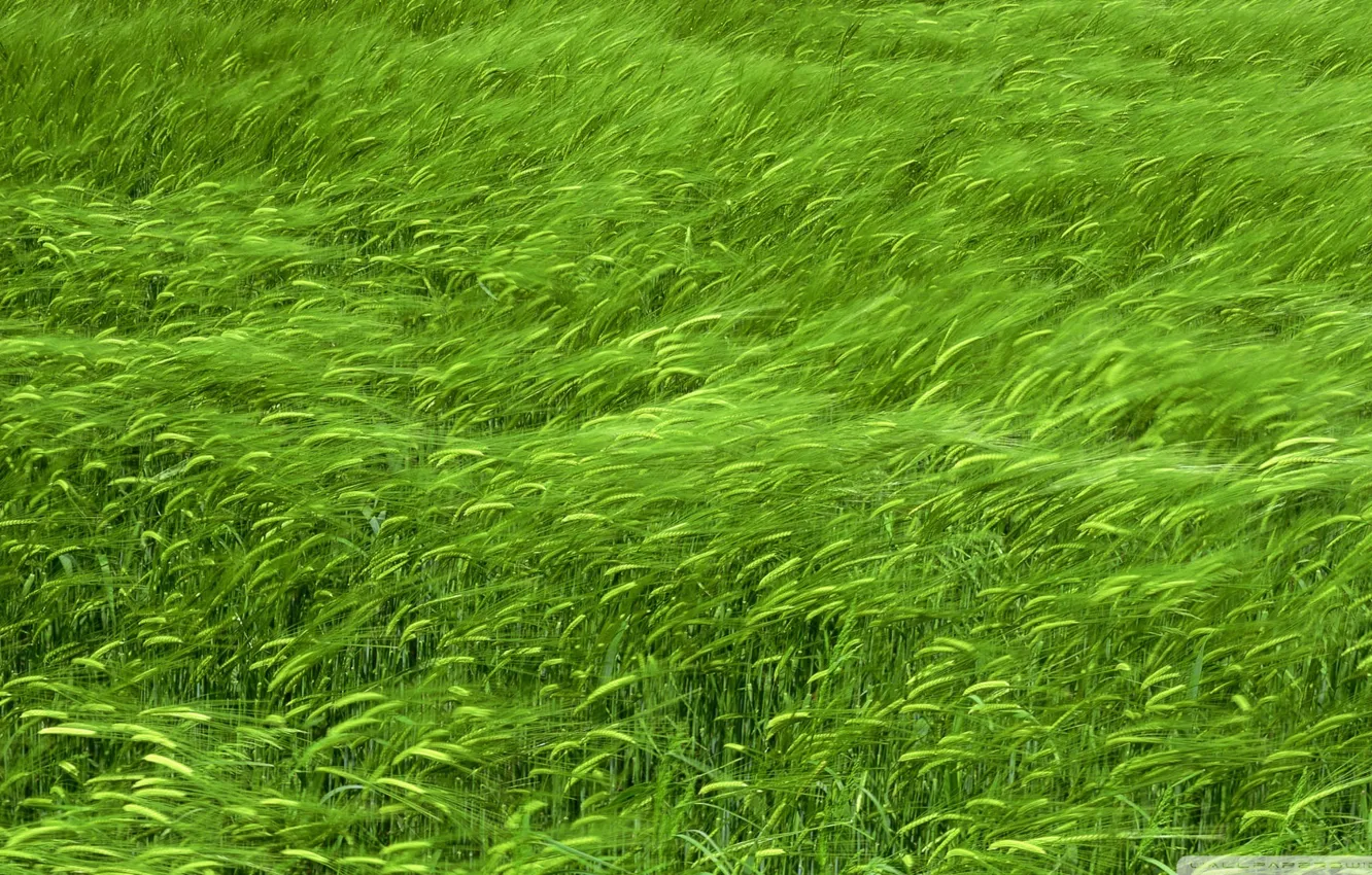 Photo wallpaper field, grass, green