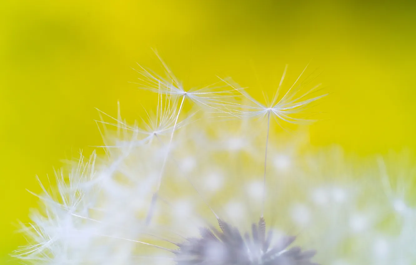 Photo wallpaper flowers, nature, dandelion, blade of grass