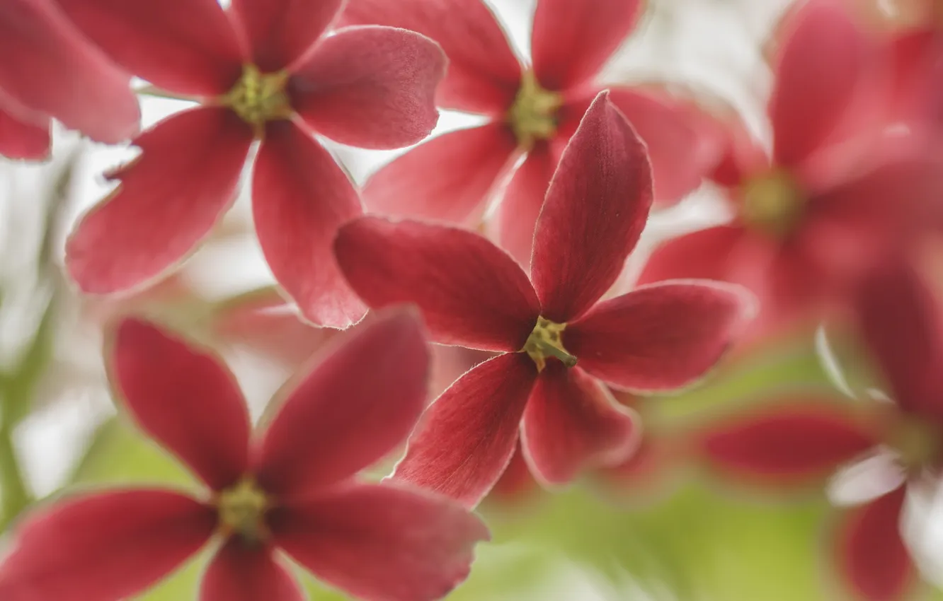 Photo wallpaper macro, flowers, background