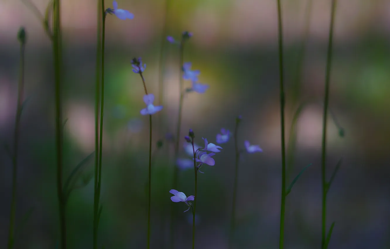 Photo wallpaper grass, flowers, blue, razmytost