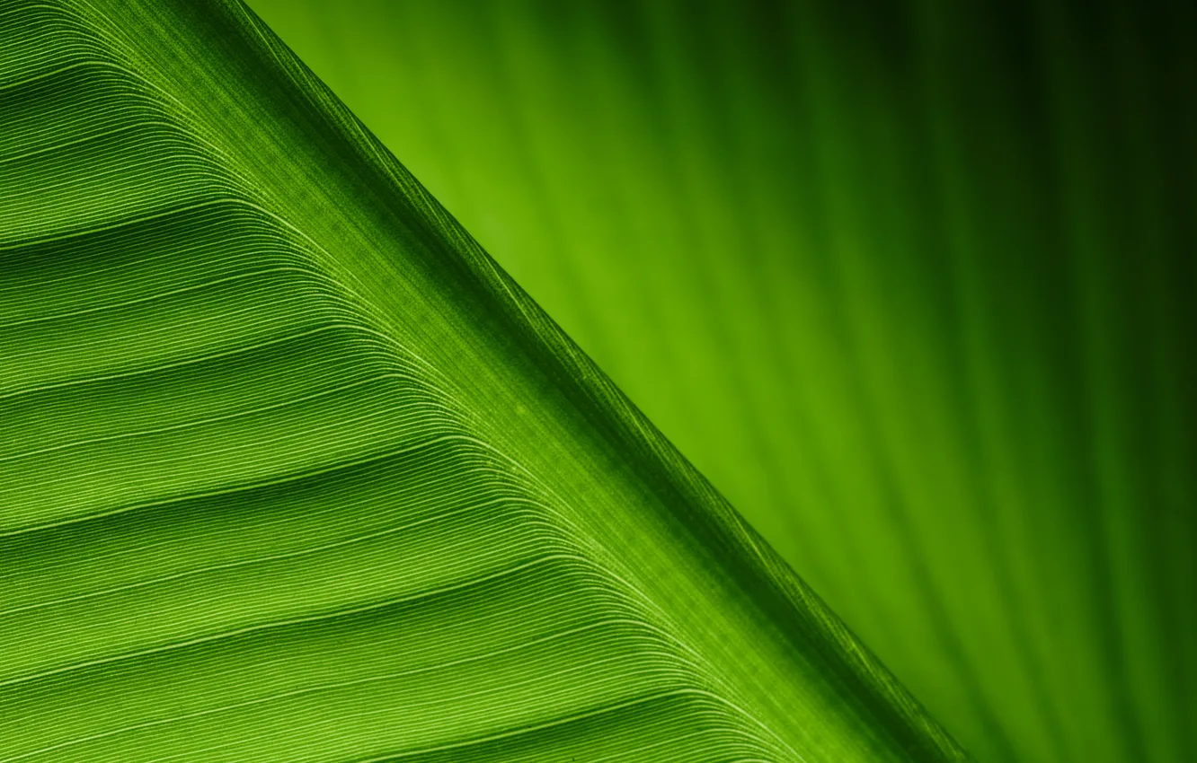 Photo wallpaper green, lines, leaf