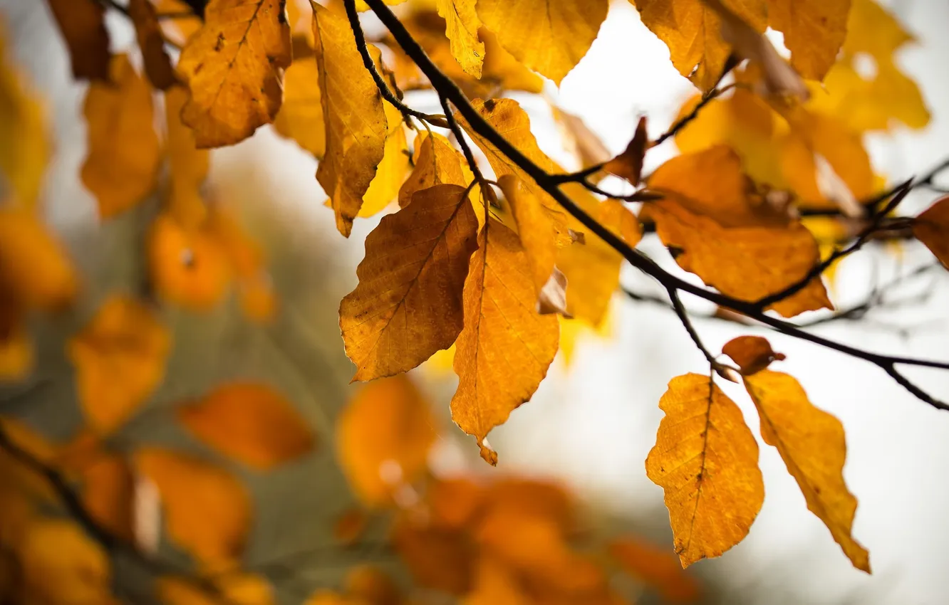 Photo wallpaper autumn, leaves, nature