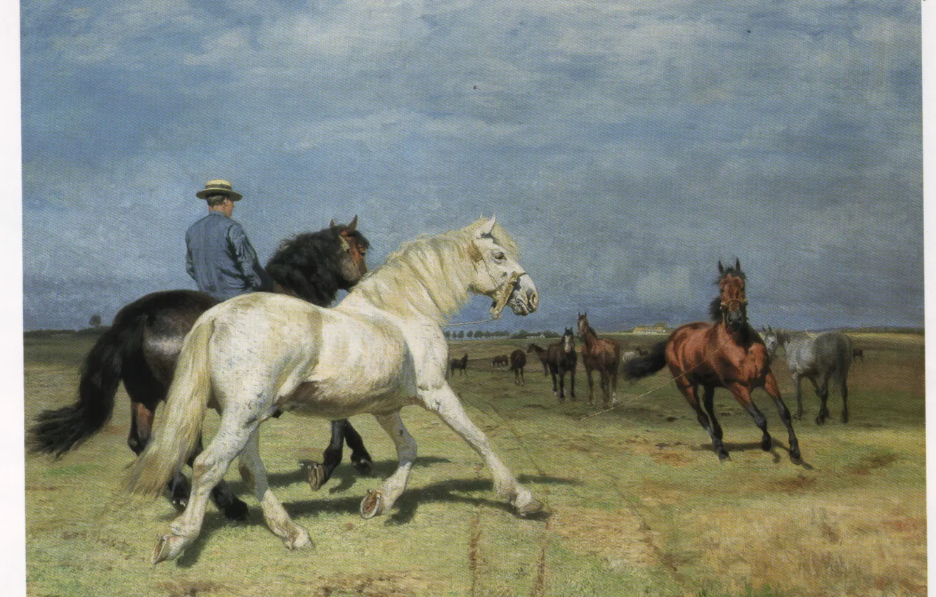 Photo wallpaper field, horse, the man in the hat, FISCHER