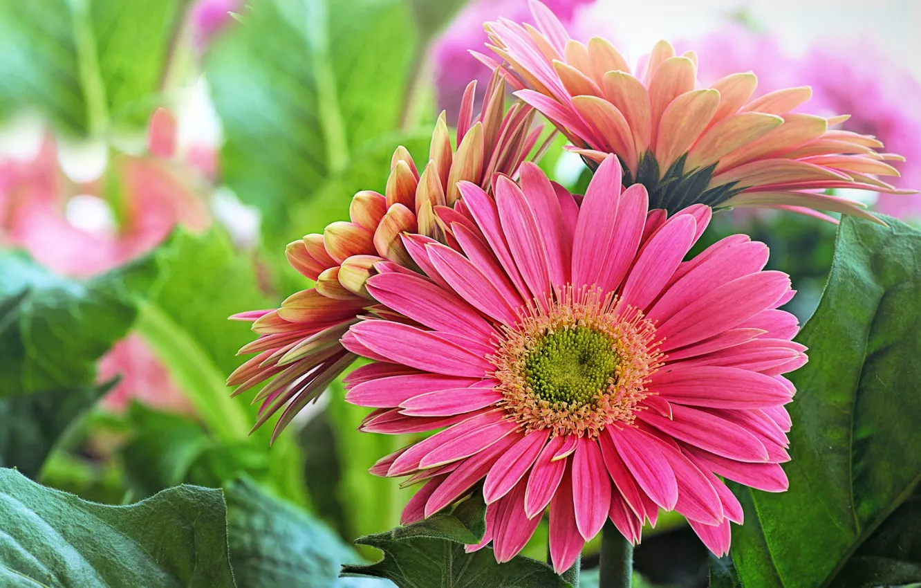 Photo wallpaper flowers, pink, gerbera