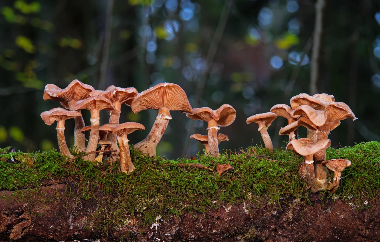 Photo wallpaper mushrooms, moss, family