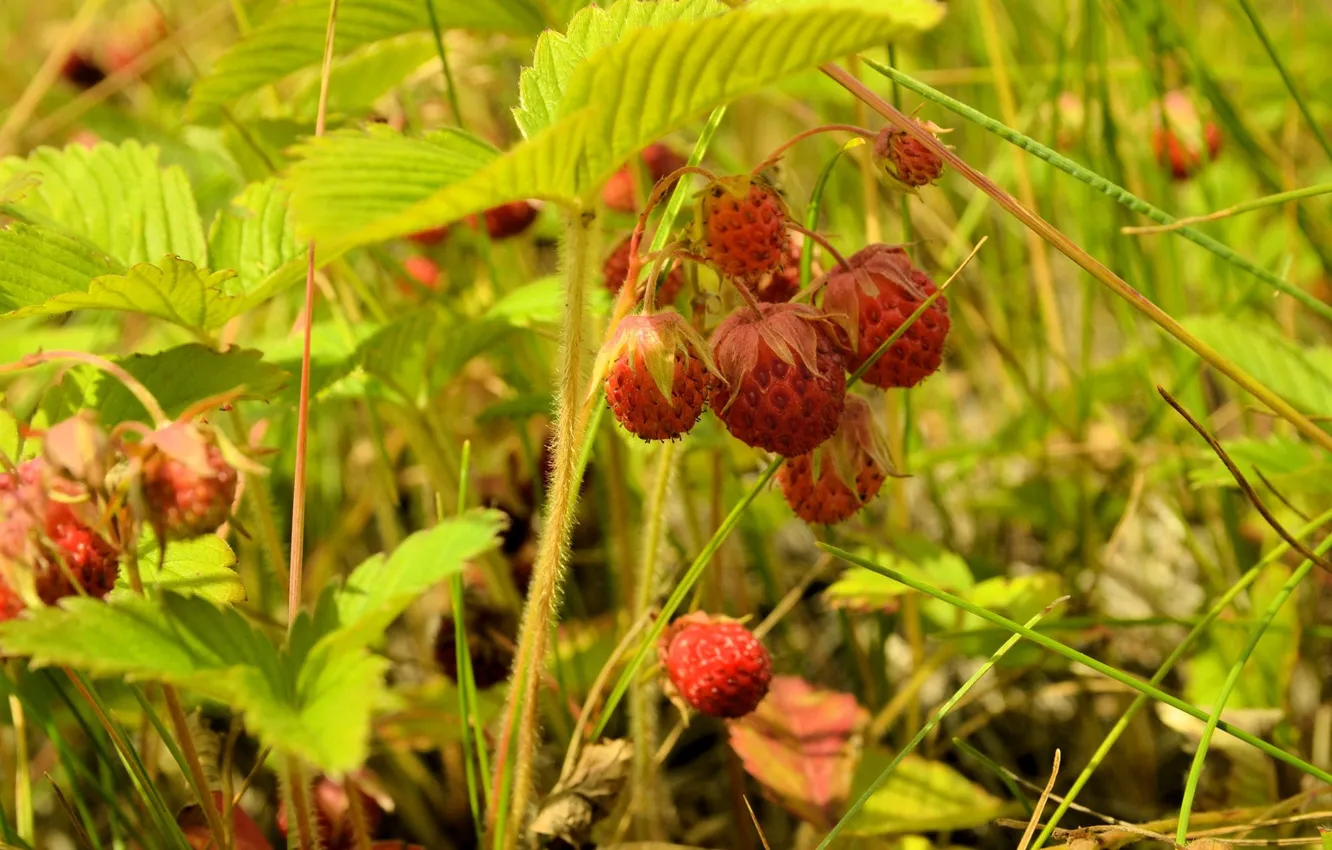 Photo wallpaper nature, berries, strawberries