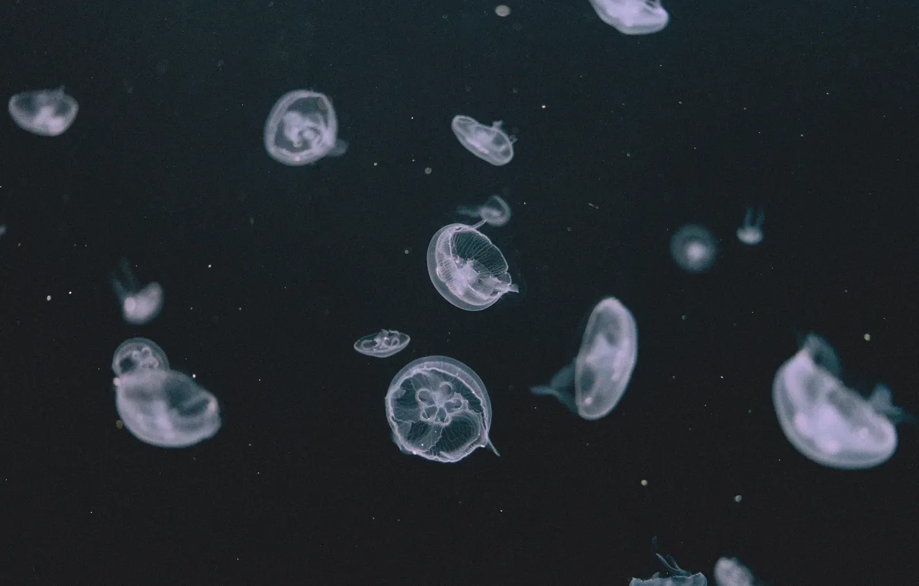Photo wallpaper black, Jellyfish, delicate