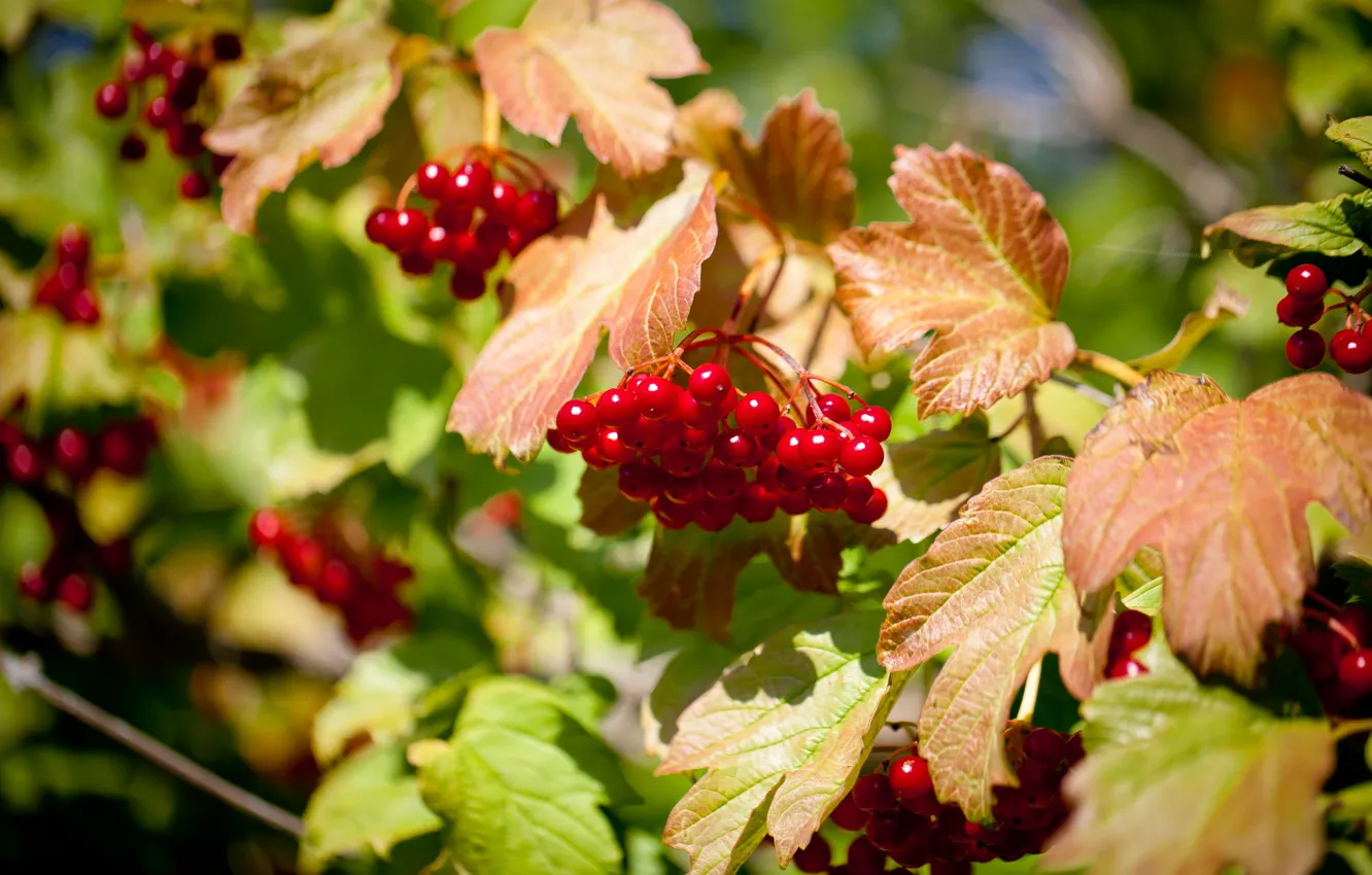 Photo wallpaper summer, nature, berries, Kalina
