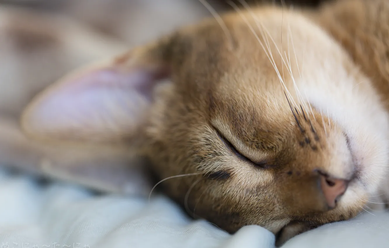 Photo wallpaper cat, macro, animal, stay, sleeping