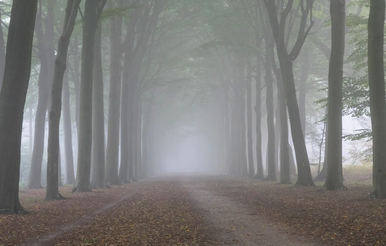 Photo wallpaper autumn, forest, trees, nature, fog, trunks, morning, alley