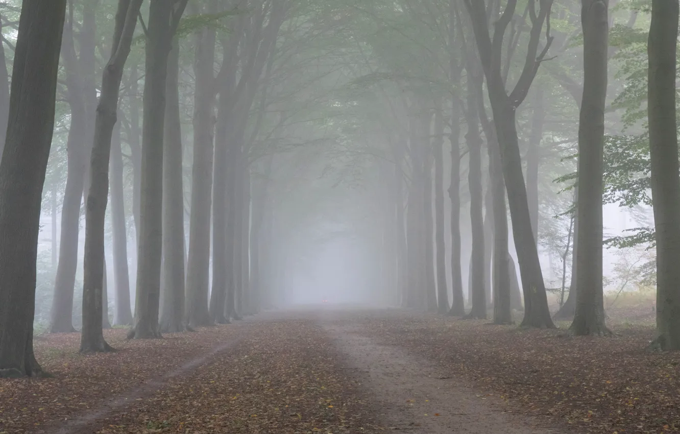 Photo wallpaper autumn, forest, trees, nature, fog, morning, trunk, alley