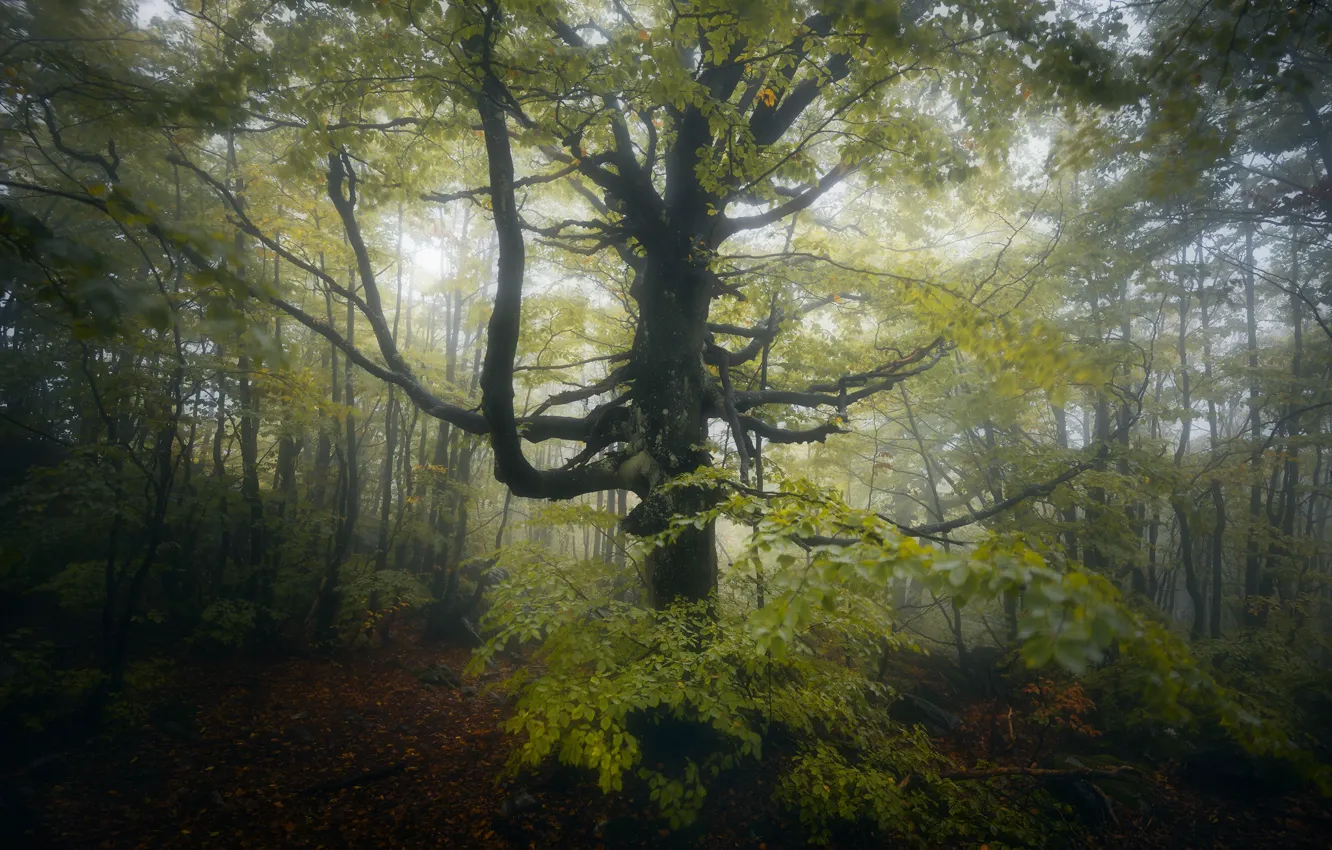 Photo wallpaper autumn, forest, trees, branches, nature, fog, morning, spreading