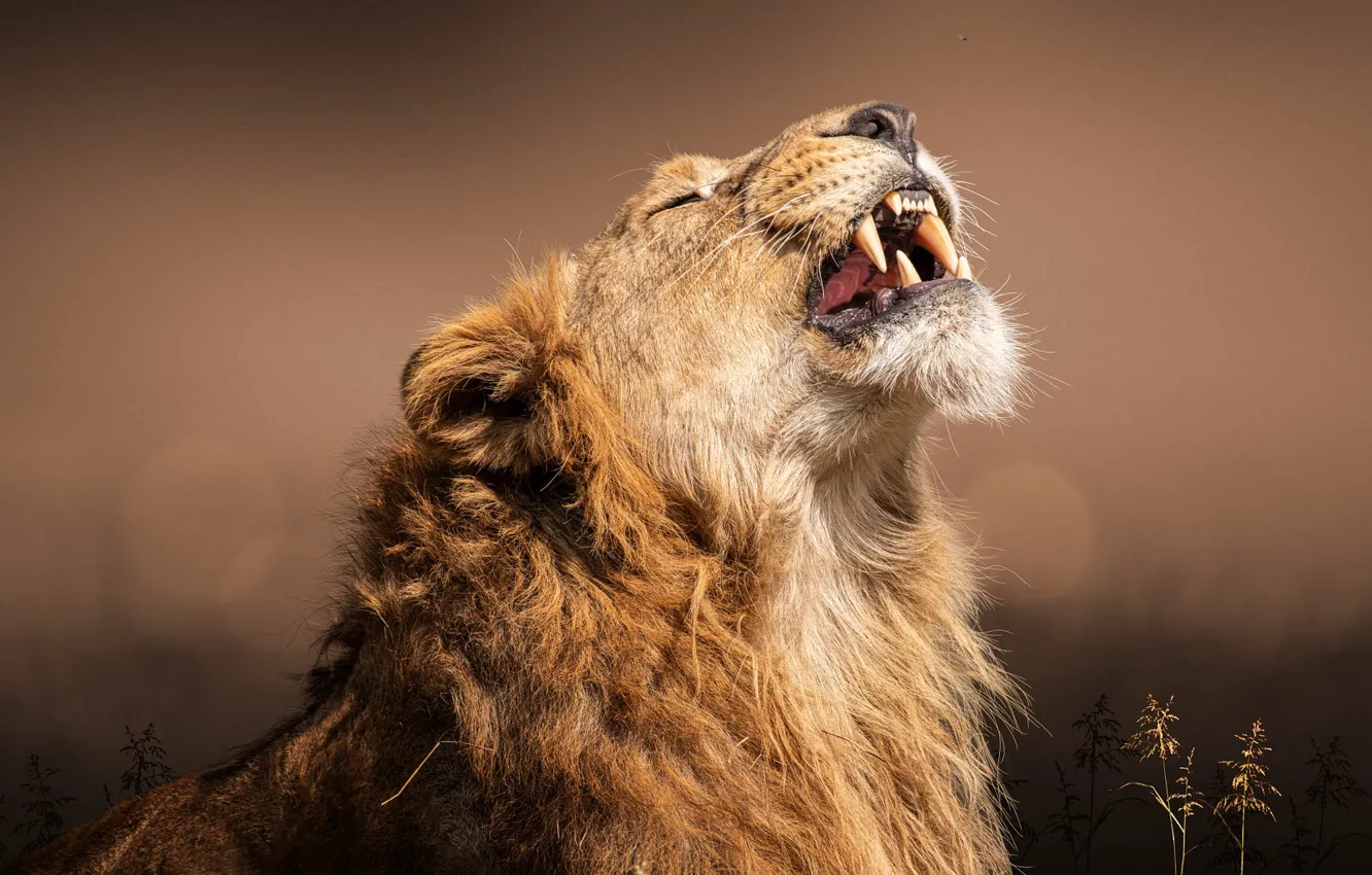 Photo wallpaper pose, Leo, face