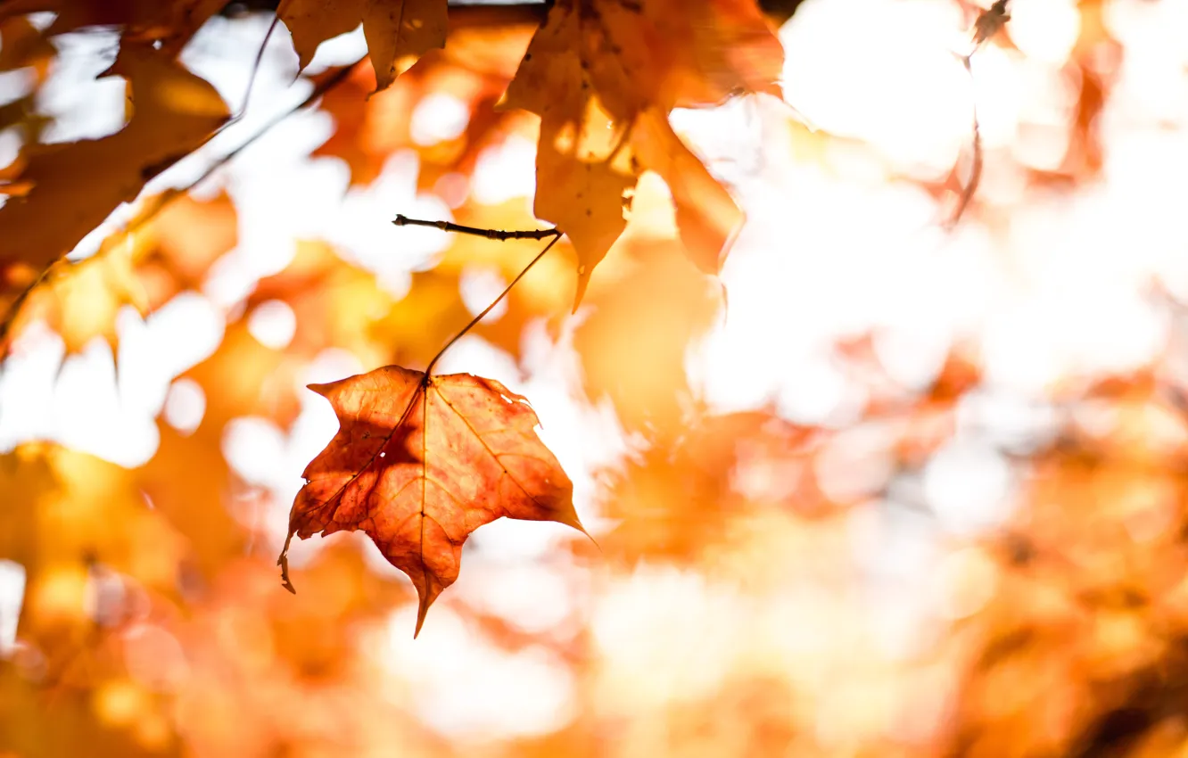 Photo wallpaper autumn, leaves, the sun, nature, sheet, tree