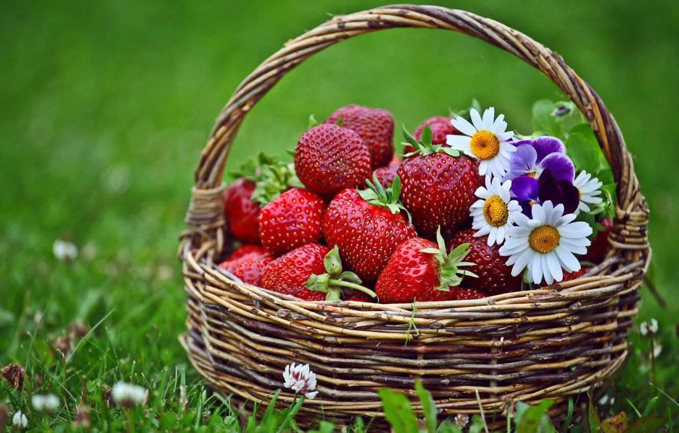 Photo wallpaper Daisy, strawberry, basket