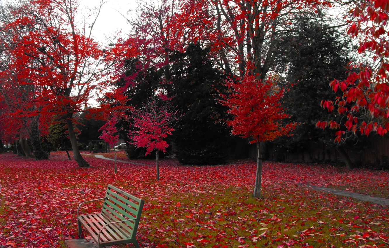 Photo wallpaper Nature, Treatment, Autumn, Bench, Red, Red, Nature, Fall