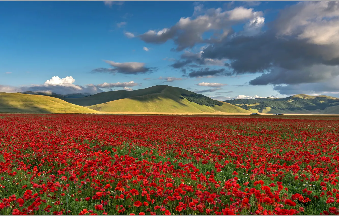 Photo wallpaper field, the sky, clouds, flowers, mountains, Maki