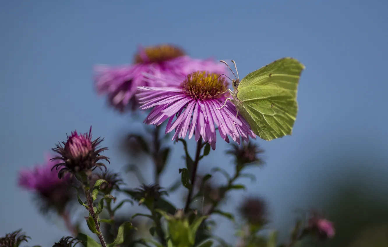 Photo wallpaper autumn, flowers, nature, butterfly, chrysanthemum, the limonite
