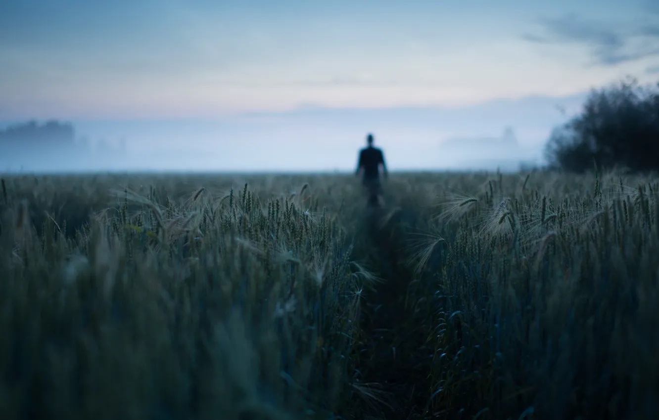 Photo wallpaper field, the sky, fog, people, dal, horizon, spikelets, silhouette